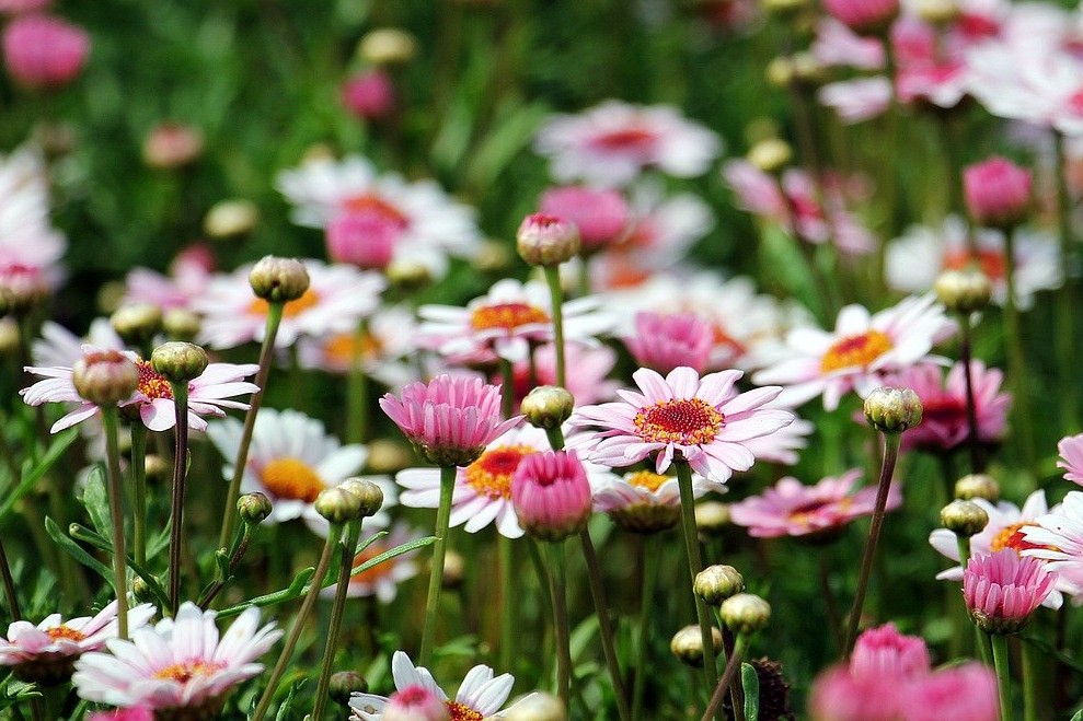 sexualidad sana, saludable y responsable